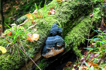 A wonderful hiking tour in the Saxon Switzerland and the Czech Republicの写真素材