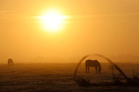 Beautiful sunrise with horsesの写真素材