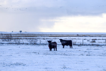 Cows on a snowy field in winter. Cows grace in the field.の写真素材