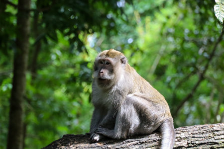 Discover the beauty of Indonesia's landscapesの写真素材