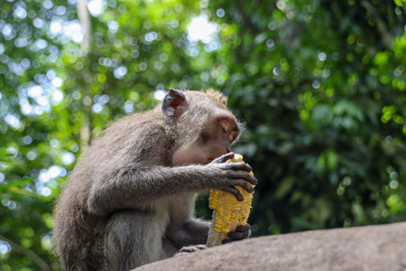 Beautiful Impression of Bali, Indonesiaの写真素材