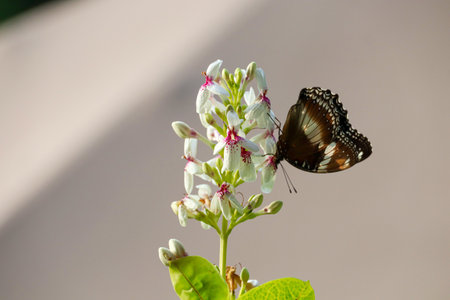 Beautiful Impression of Bali, Indonesiaの写真素材