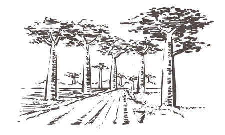 Road through baobab trees, Madagascar. Hand drawn Madagascar sketch illustration. Isolated on white background.のイラスト素材