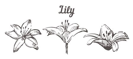 Hand drawn set Lily flowers illustration.Vector Sketch Lily isolated on white background.のイラスト素材
