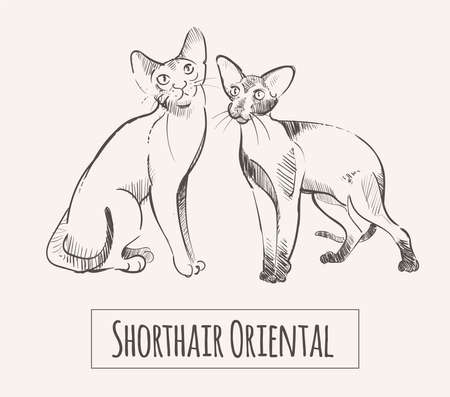 Oriental Shorthair cats, hand drawn sketchのイラスト素材