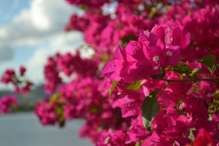 Tropical Flower with Bright Colors on a Sunny Dayの写真素材