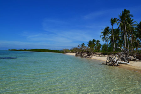 Tropical Beach with Palms and Sea on the Philippine Islands, clear blue skyの写真素材