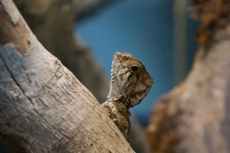 a little brown lizard climbing a jungle tree