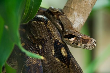 a brown anaconda in the jungle looking for food