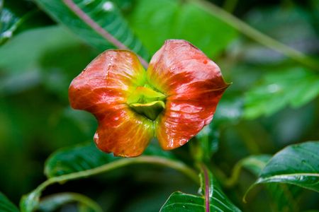 a flower in the jungle that looks like kissing lipsの写真素材