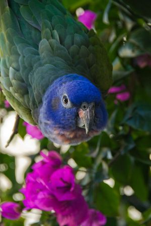 a green parrot hanging hea under from a treeの写真素材