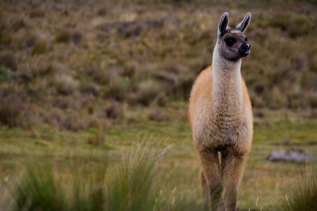 young alpaca looking out for its mother in ecuadorの写真素材