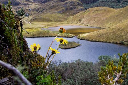 lookout in cajas national park, ecuador with flowers and a lakeの写真素材