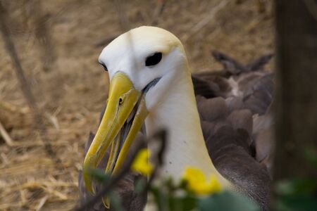 the endangered galapagos albatross looking at the camera