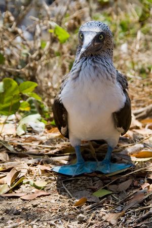 a wild blue footed boobie looking at the cameraの写真素材
