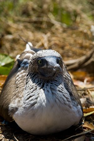 blue-footed boobie staring strange at the cameraの写真素材