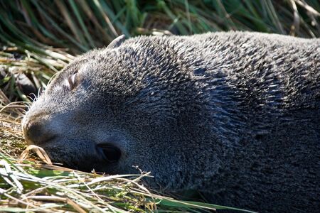 New Zealand Fur Seal Posingの写真素材