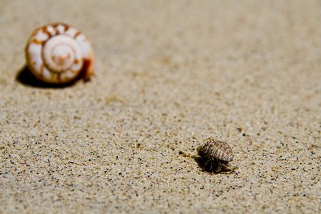 a common hermit crab on the white samoan beach