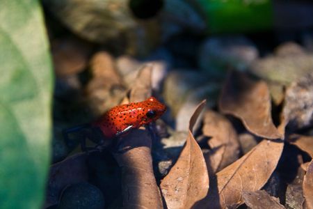 rare poison dart frog in the woodsの写真素材