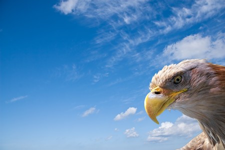 wild bald eagle in front of a blue skyの写真素材