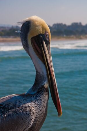 californian pelican watching over the clean waterの写真素材