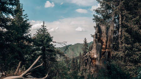 Forest near Almaty, Kazakhstan