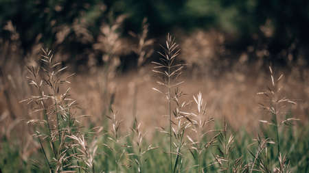 Summer field of wheatの写真素材