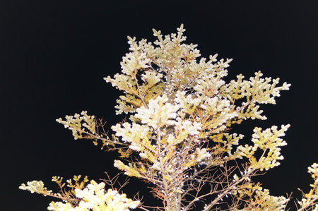 Frost on the branches of a tree against the dark sky.の写真素材