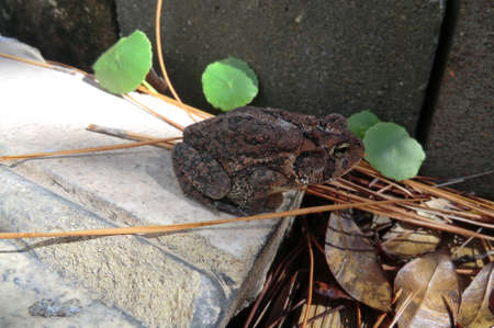 frog in natureの写真素材