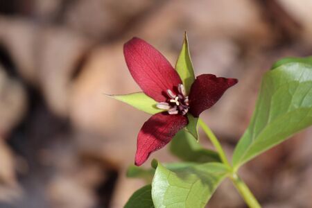 burgandy flowerの写真素材