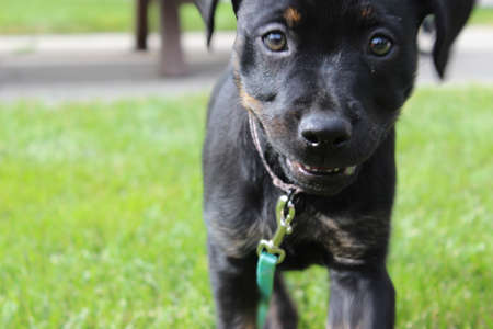 puppy in the grassの写真素材