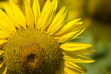 Sunflowerの写真素材