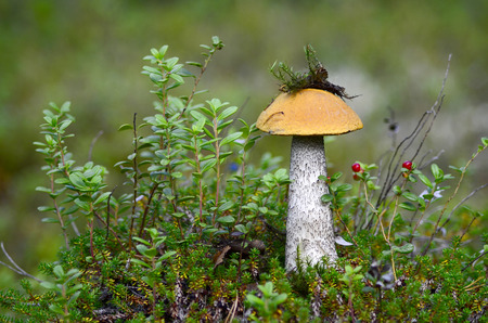 Fungus boletus, growing on a cranberry meadowの写真素材