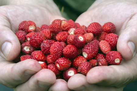 A handful of wild strawberryの写真素材