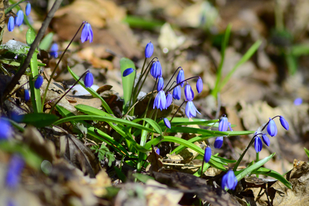 Blue spring flowersの写真素材
