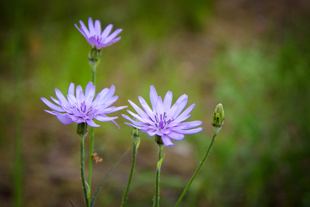 Flowers on a meadowの写真素材