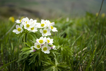 White meadow flowersの写真素材