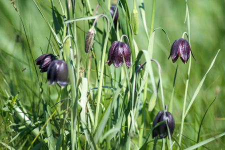 Spring flowers on a meadowの写真素材