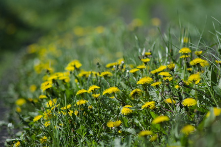 Dandelionsの写真素材