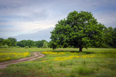 A huge oak tree in the clearingの写真素材