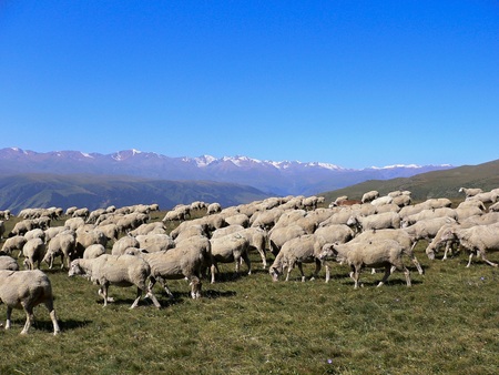 Flock of sheep on pasture in Tian Shan mountainsの写真素材