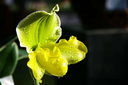 Orchid の写真素材