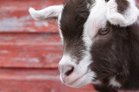 A close up of a goat kid s face, against a backdrop of peeling old red-painted woodの写真素材