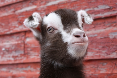 A close up of a goat kid s face, against a backdrop of peeling old red-painted woodの写真素材