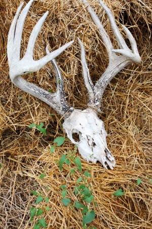 A weathered old deer skull with antlers, on a pile of straw with green weeds twining over top の写真素材