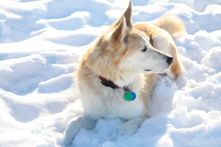 A white and gold mixed breed dog wearing a collar with tags, laying down in the snow の写真素材