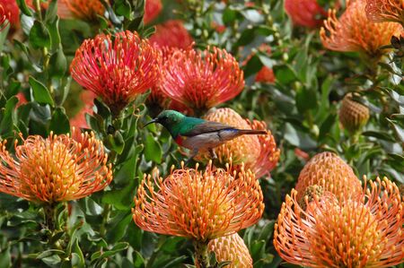 Colorful sunbird sitting on a Leucospermum cordifoliumの写真素材