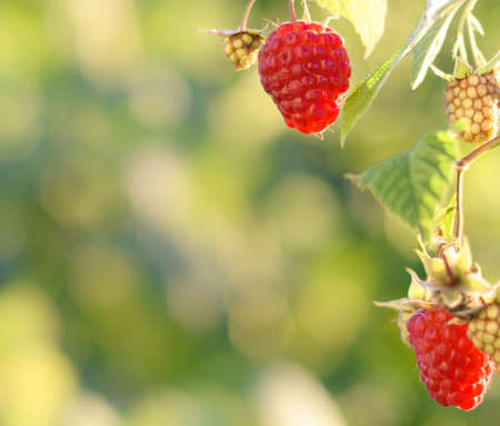 Raspberries. Growing Organic Berries closeup. Ripe raspberry in the fruit garden