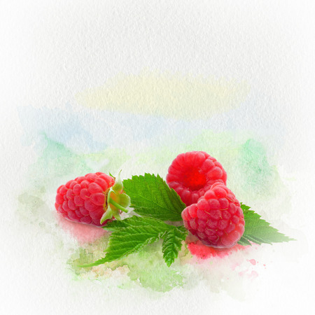 Raspberries photo on watercolor painted background with paper texture. A Series of watercolor fruits.の写真素材