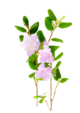 Purple rhododendron flowers Labrador tea or ledum isolated on white background. Close up.の写真素材